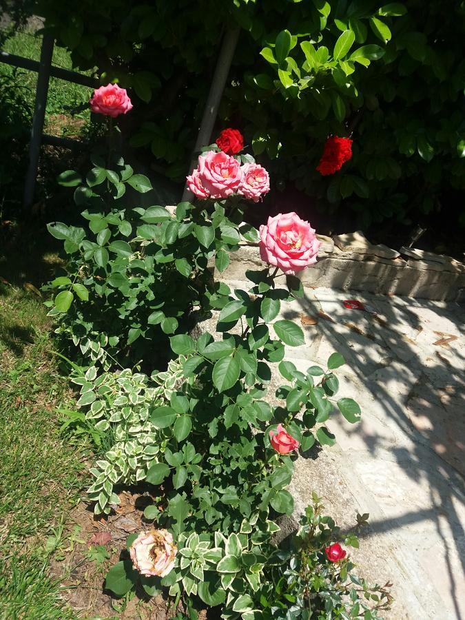 Kuca Lavanda Dreznjak Dış mekan fotoğraf